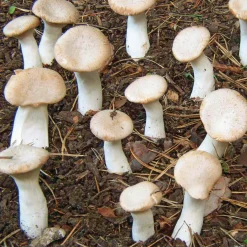Gemüsesamen * Hawlik Pilzbrut Waldpilzbrut 'Kräuterseitling'