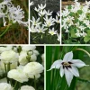 Zwiebelblumen & Knollenpflanzen * Nijssen Tuin & Bulbs Weißblühende Zwiebelblumen