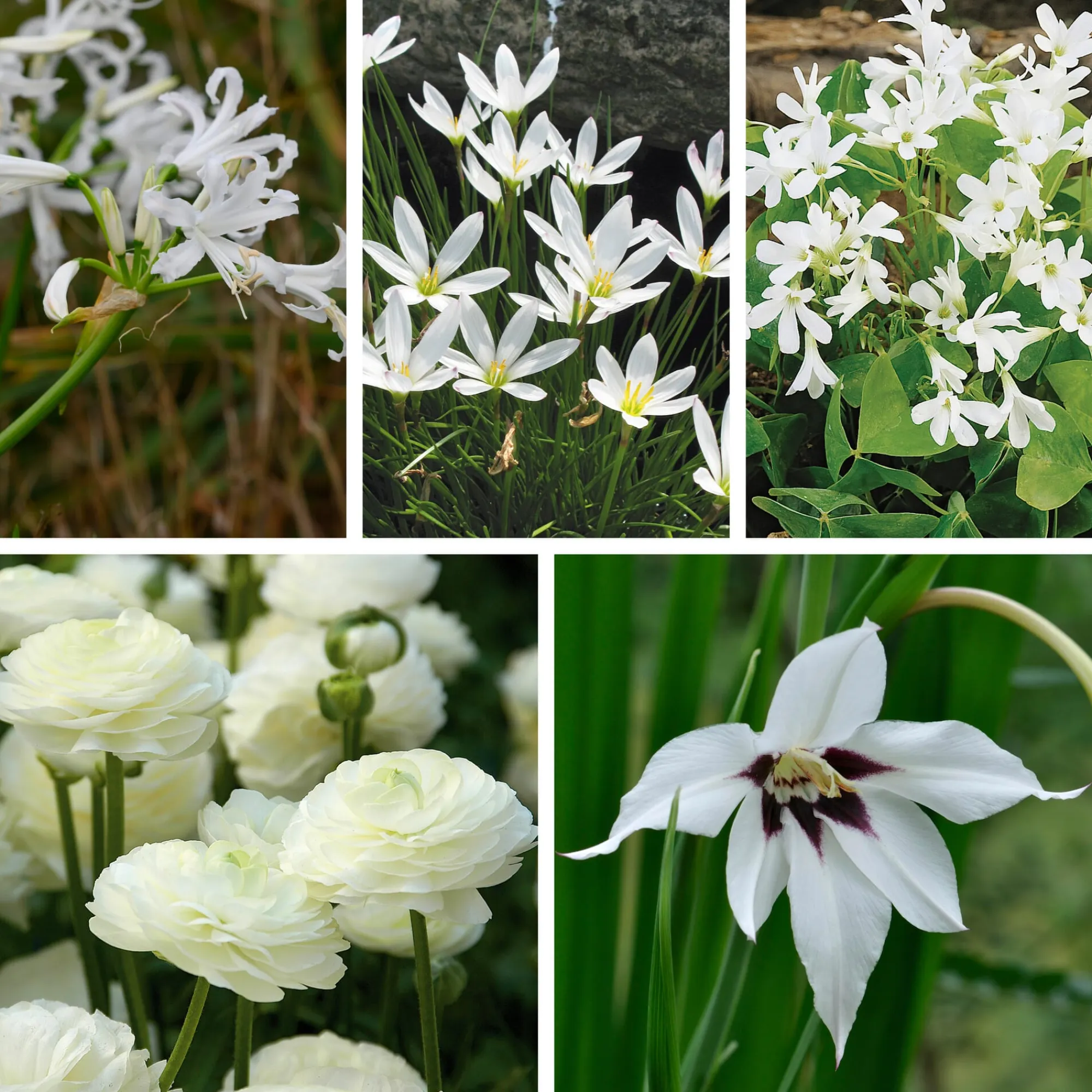 Zwiebelblumen & Knollenpflanzen * Nijssen Tuin & Bulbs Weißblühende Zwiebelblumen