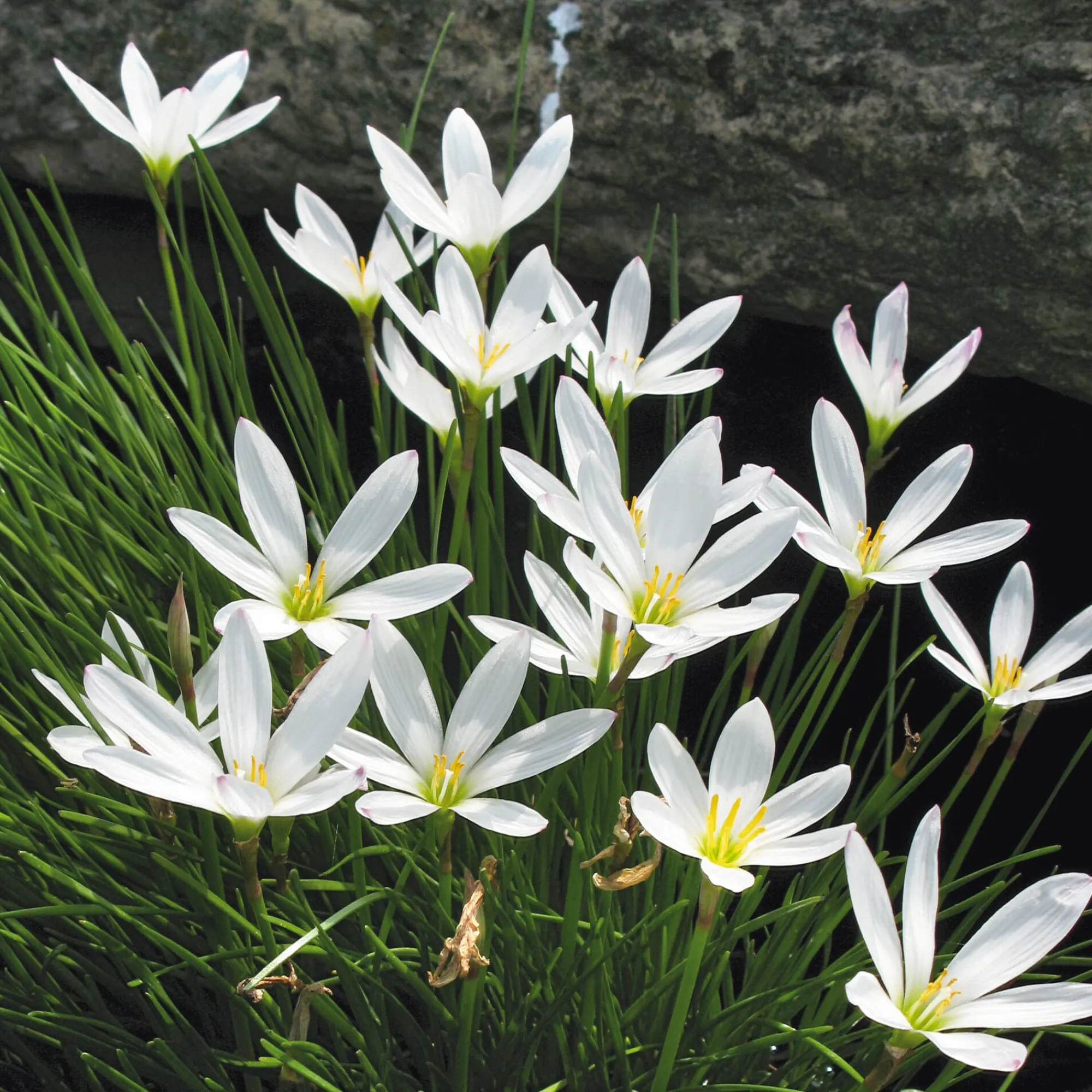 Zwiebelblumen & Knollenpflanzen * Nijssen Tuin & Bulbs Weißblühende Zwiebelblumen