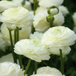 Zwiebelblumen & Knollenpflanzen * Nijssen Tuin & Bulbs Weißblühende Zwiebelblumen