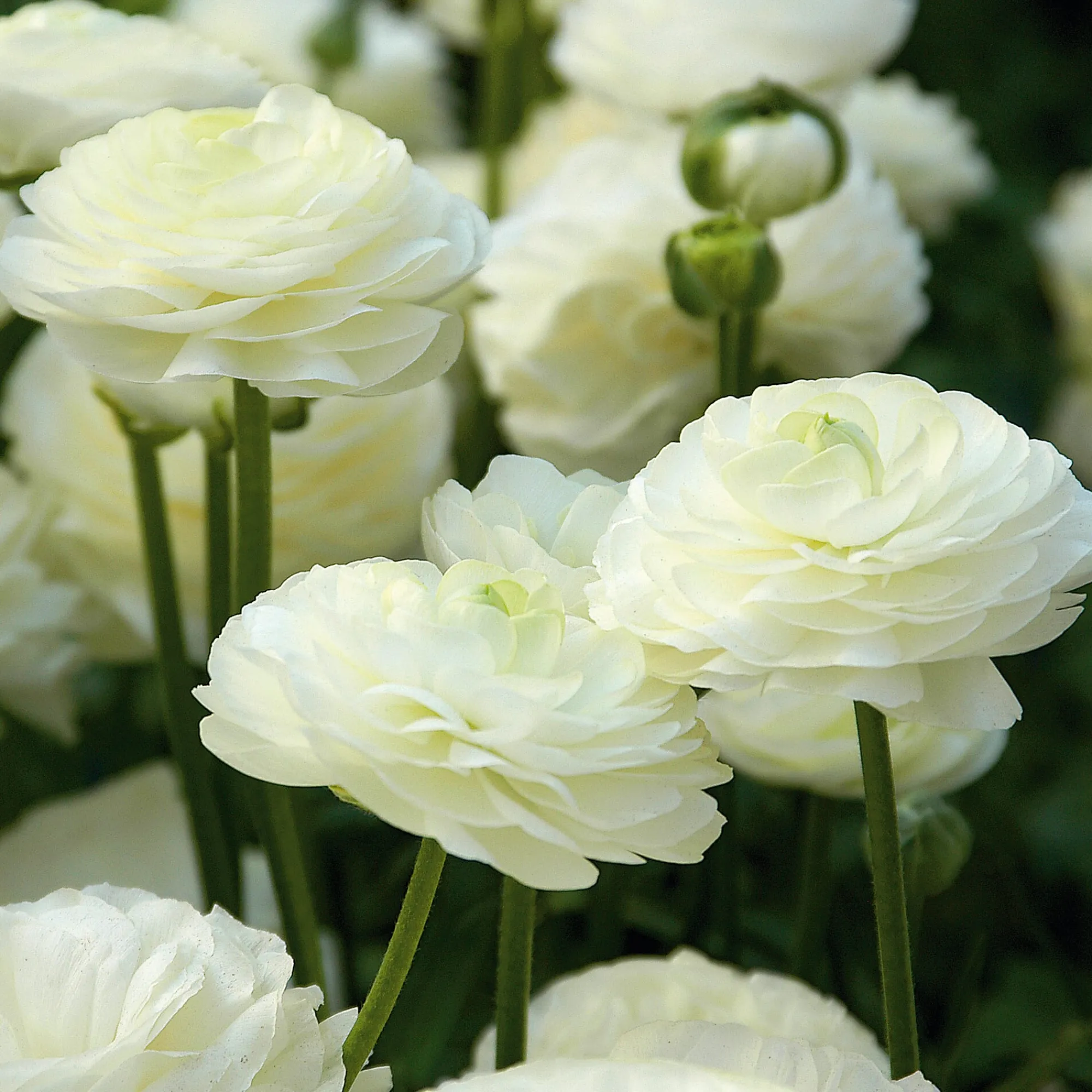 Zwiebelblumen & Knollenpflanzen * Nijssen Tuin & Bulbs Weißblühende Zwiebelblumen
