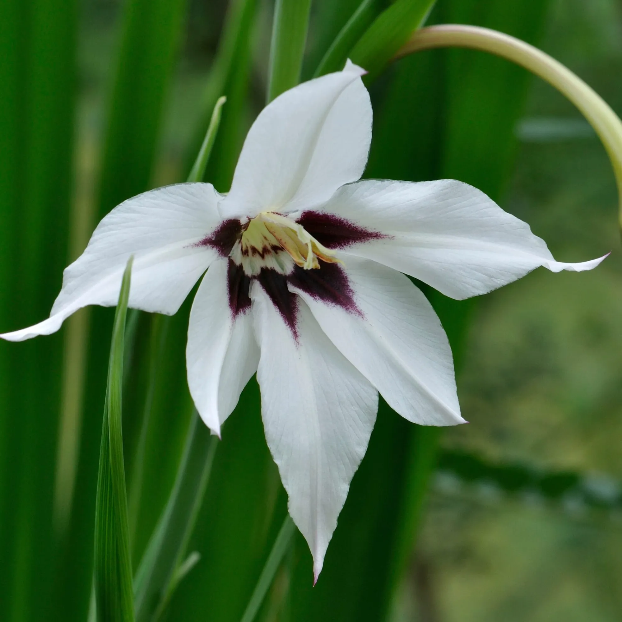 Zwiebelblumen & Knollenpflanzen * Nijssen Tuin & Bulbs Weißblühende Zwiebelblumen