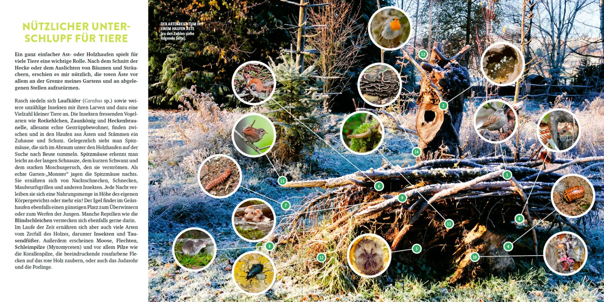 Garten & Natur|Ratgeber * Ulmer Verlag Wilde Ecken und Totholz im Garten