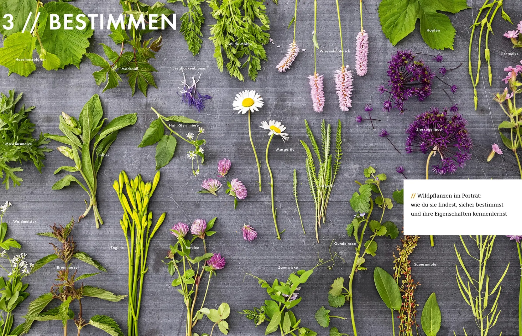 Garten & Natur|Kochen & Backen * Becker Joest Volk Verlag Wildkräuter