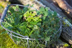 Garten & Natur|Ratgeber * Ulmer Verlag Wildkräuter im Herbst und Winter