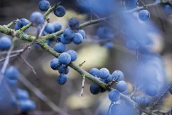 Garten & Natur|Ratgeber * Ulmer Verlag Wildkräuter im Herbst und Winter