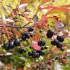 Obstgehölze * Martin Müller Baumschulen Wildobstgehölz Apfelbeere 'Hugin'