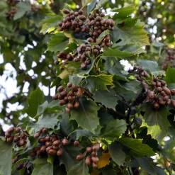Obstgehölze * Martin Müller Baumschulen Wildobstgehölz Elsbeere