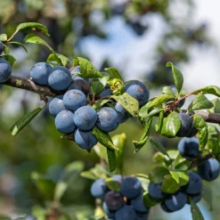 Obstgehölze * Martin Müller Baumschulen Wildobstgehölz Großfrüchtige Schlehe ’Reto‘
