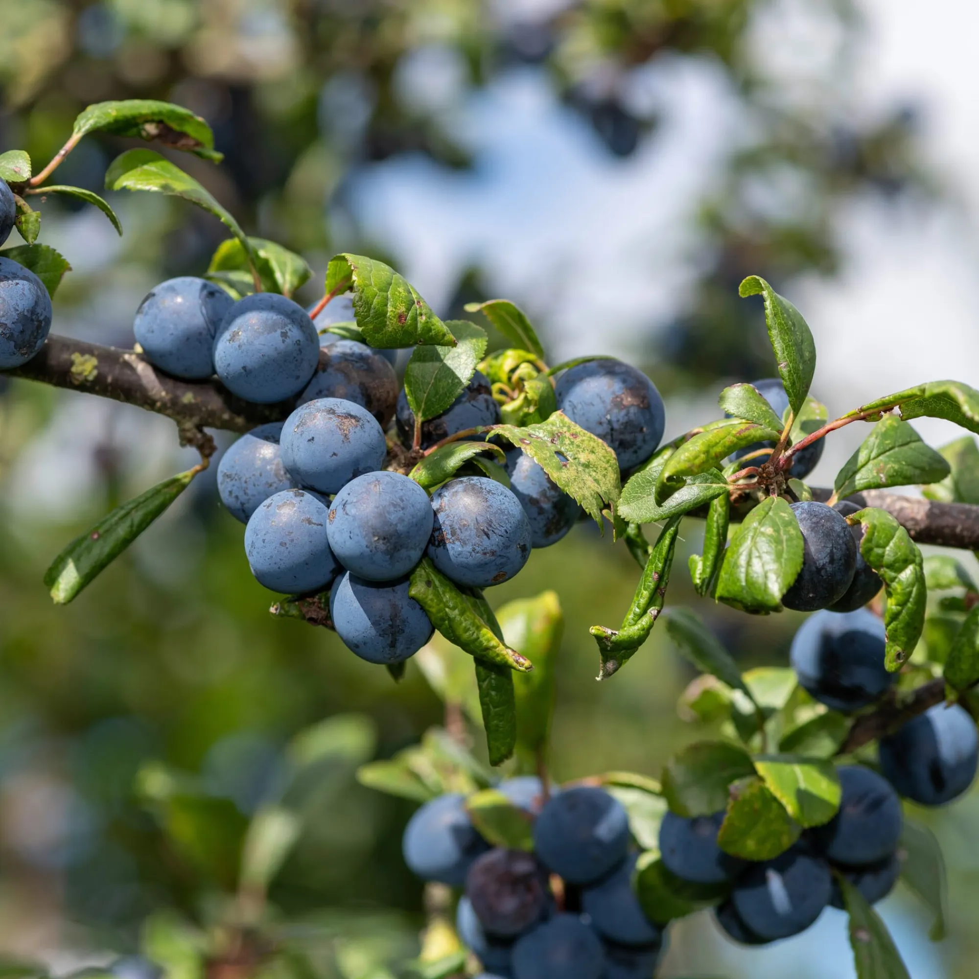 Obstgehölze * Martin Müller Baumschulen Wildobstgehölz Großfrüchtige Schlehe ’Reto‘