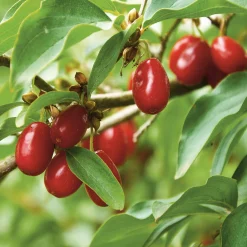 Obstgehölze * Manufactum Wildobstgehölz Kornelkirsche 'Schönbrunner Gourmetdirndl'