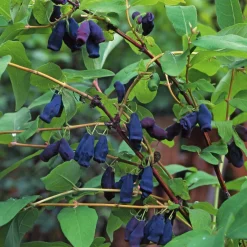 Obstgehölze * Martin Müller Baumschulen Wildobstgehölz Sibirische Blaubeere
