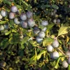 Obstgehölze * Manufactum Wildobstgehölz Zibarte