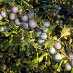 Obstgehölze * Manufactum Wildobstgehölz Zibarte