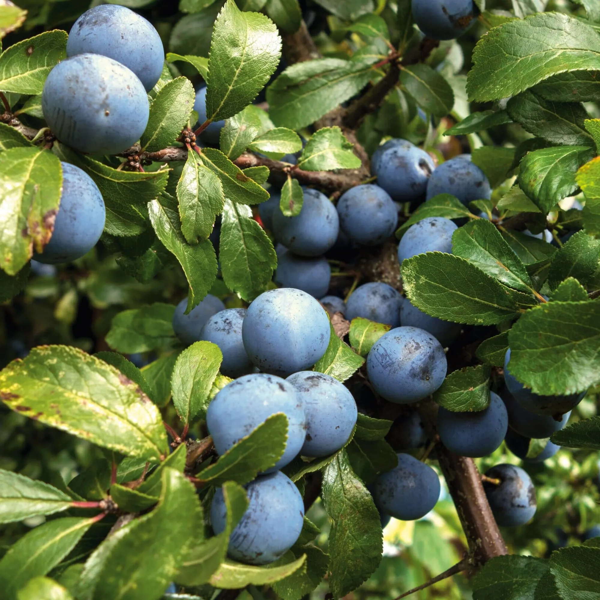 Obstgehölze * Manufactum Wildobstgehölz Zibarte