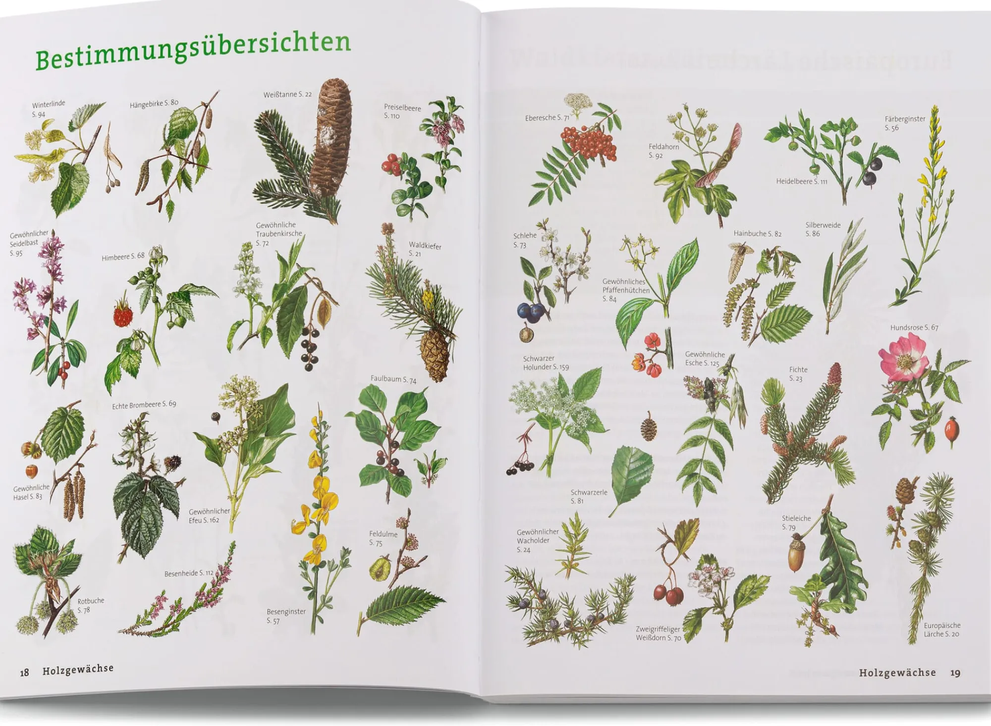 Garten & Natur|Ratgeber * BLV Buchverlag Wildpflanzen neu entdecken