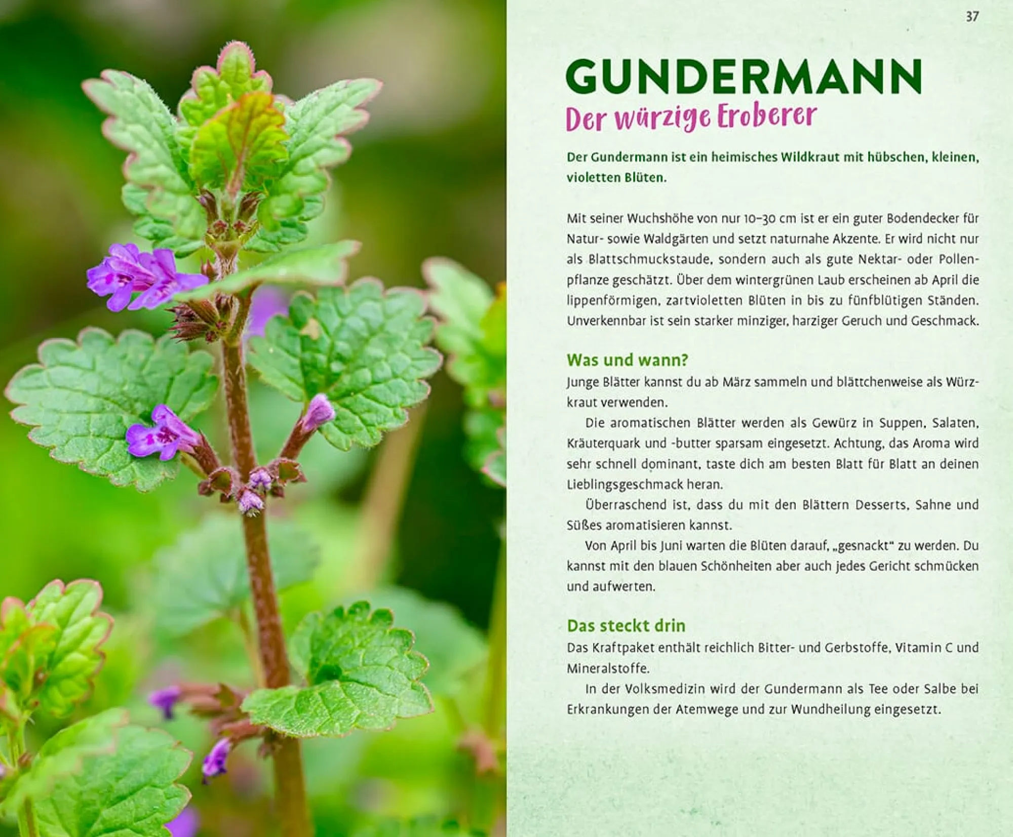 Kochen & Backen|Ratgeber * Ulmer Verlag Wild und wunderbar: die 13 besten Wildkräuter