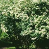 Ziergehölze * Martin Müller Baumschulen Ziergehölz Bienenbaum