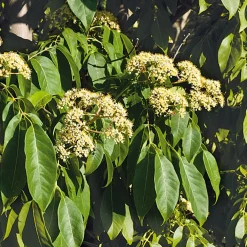 Ziergehölze * Martin Müller Baumschulen Ziergehölz Bienenbaum