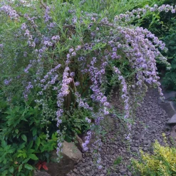 Rosen|Ziergehölze * Martin Müller Baumschulen Ziergehölz Hänge-Buddleie