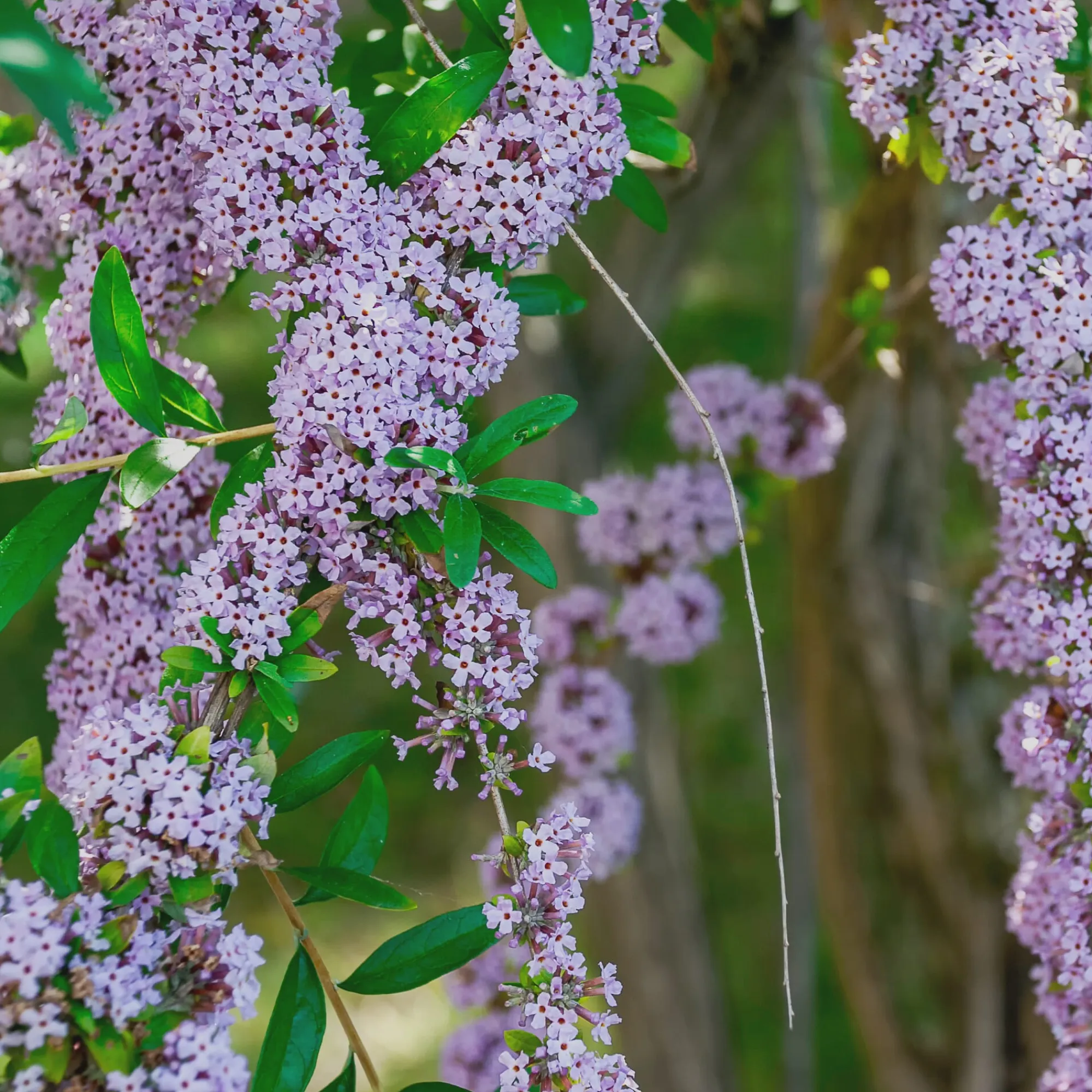 Rosen|Ziergehölze * Martin Müller Baumschulen Ziergehölz Hänge-Buddleie